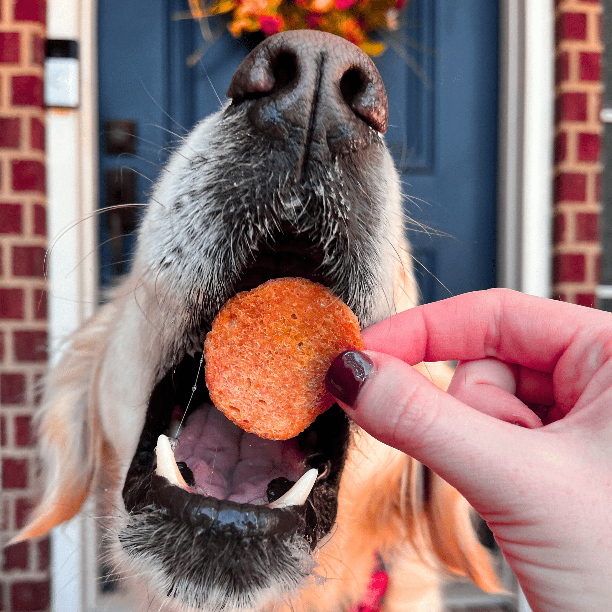 Turkey Feast Chips Farm To Pet