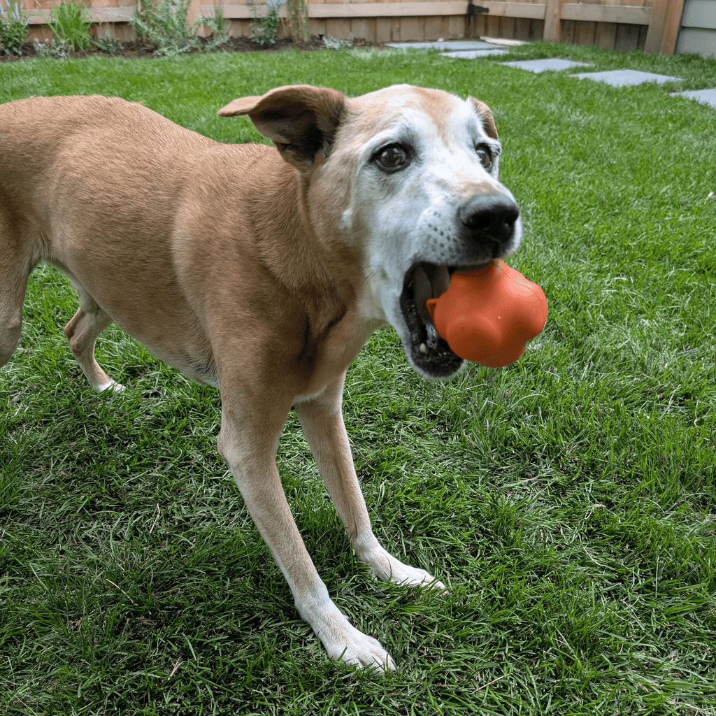 Dog Fetch Balls Farm To Pet