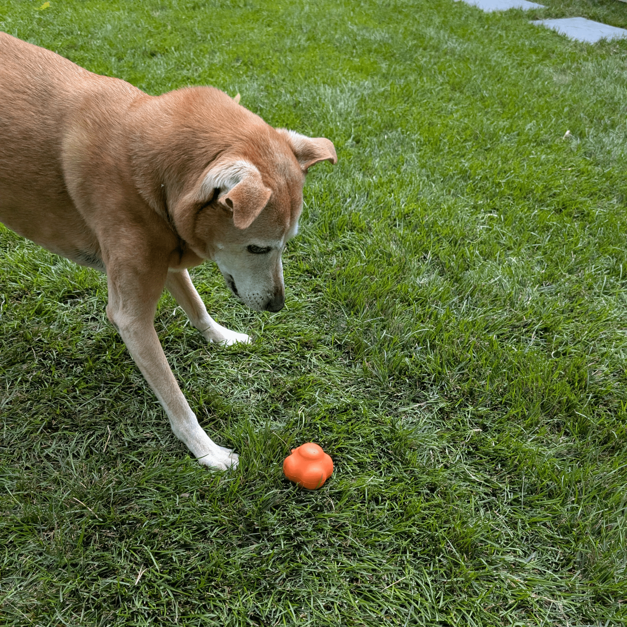 Dog Fetch Balls Farm To Pet
