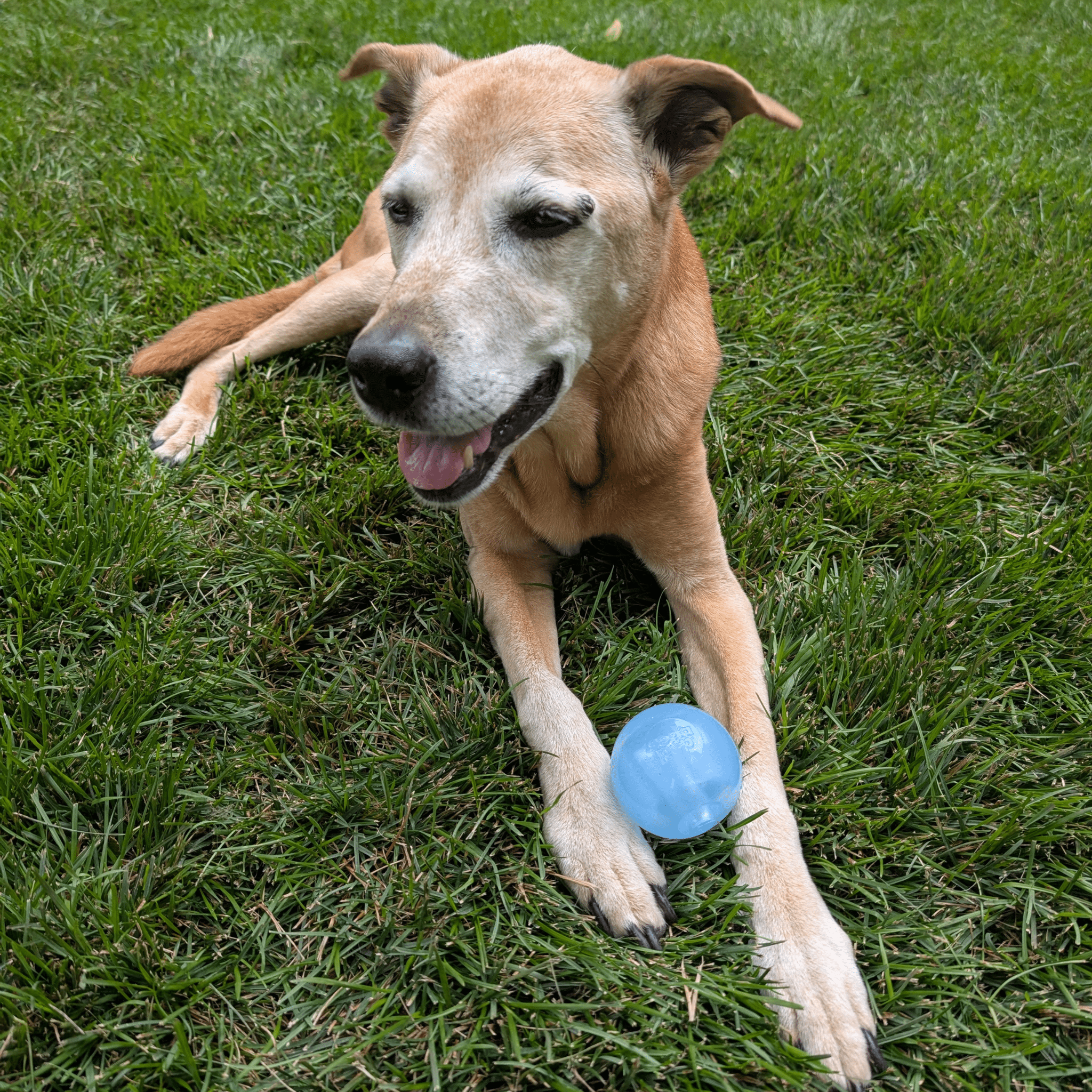 Dog Fetch Balls Farm To Pet