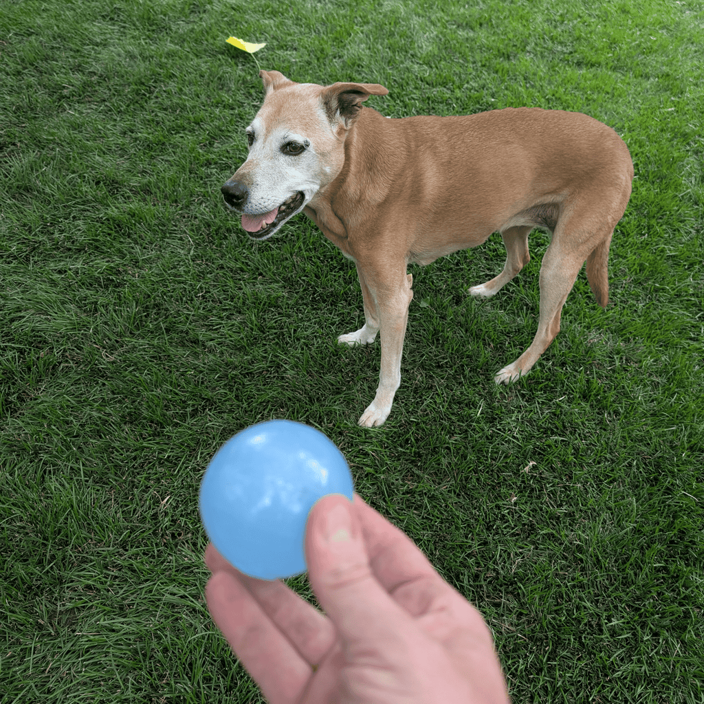 Dog Fetch Balls Farm To Pet
