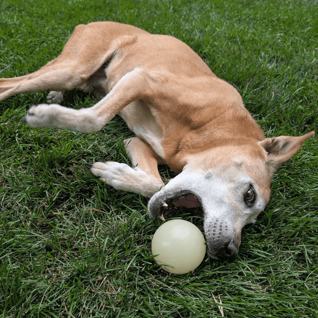 Dog Fetch Balls Farm To Pet
