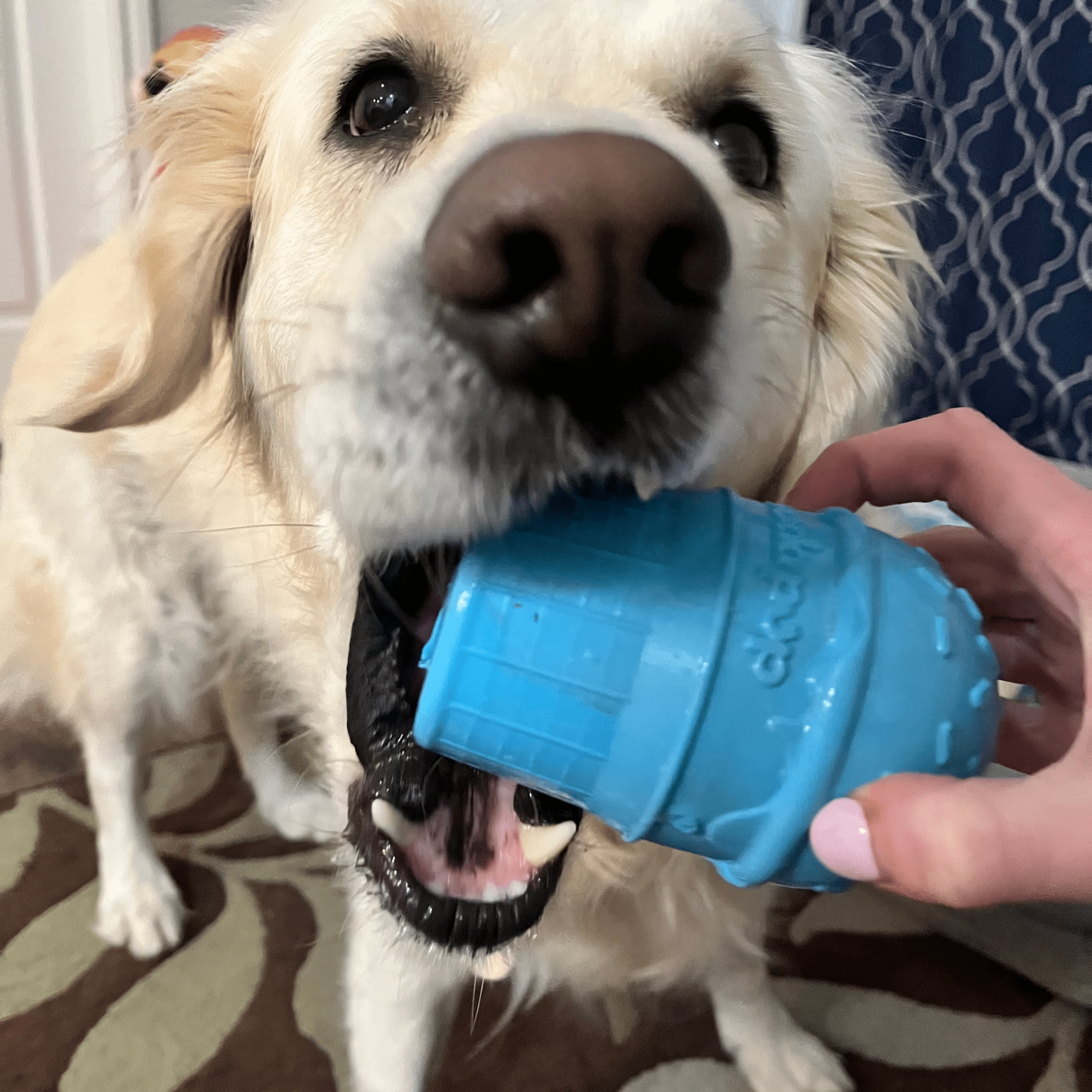 Dog Treat Dispensers Farm To Pet