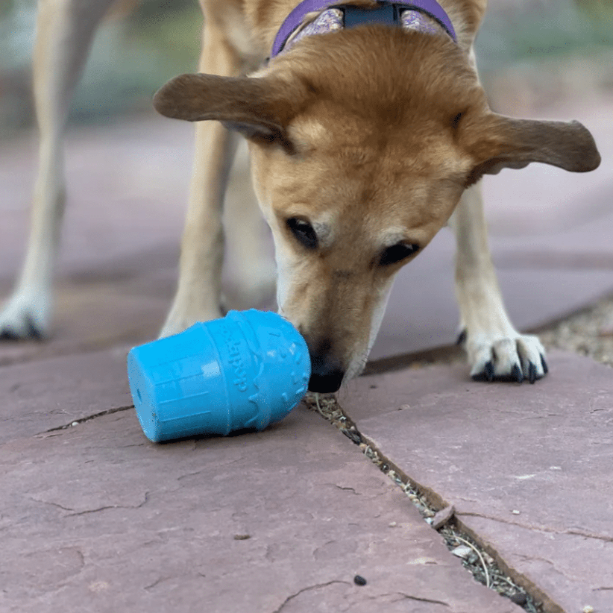 Dog Treat Dispensers Farm To Pet