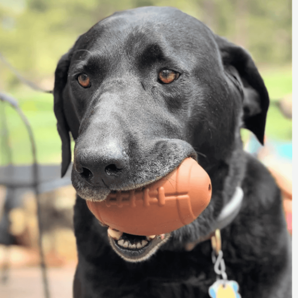 Dog Treat Dispensers Farm To Pet