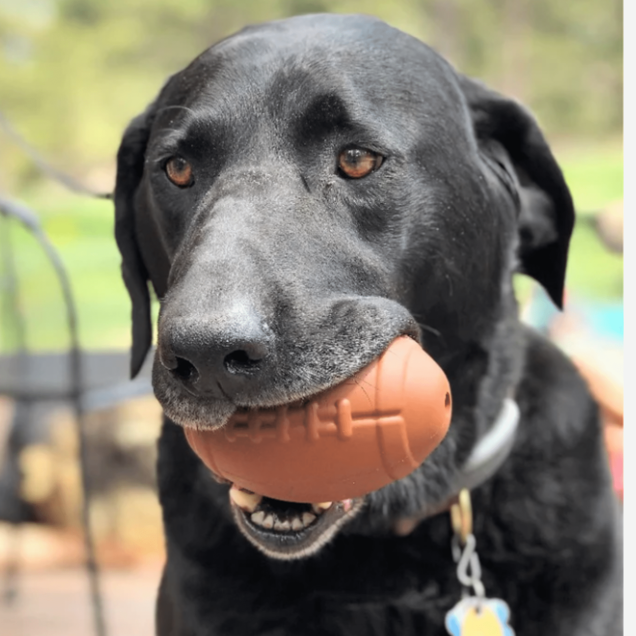 Dog Treat Dispensers Farm To Pet