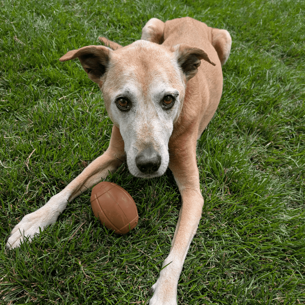 Dog Treat Dispensers Farm To Pet