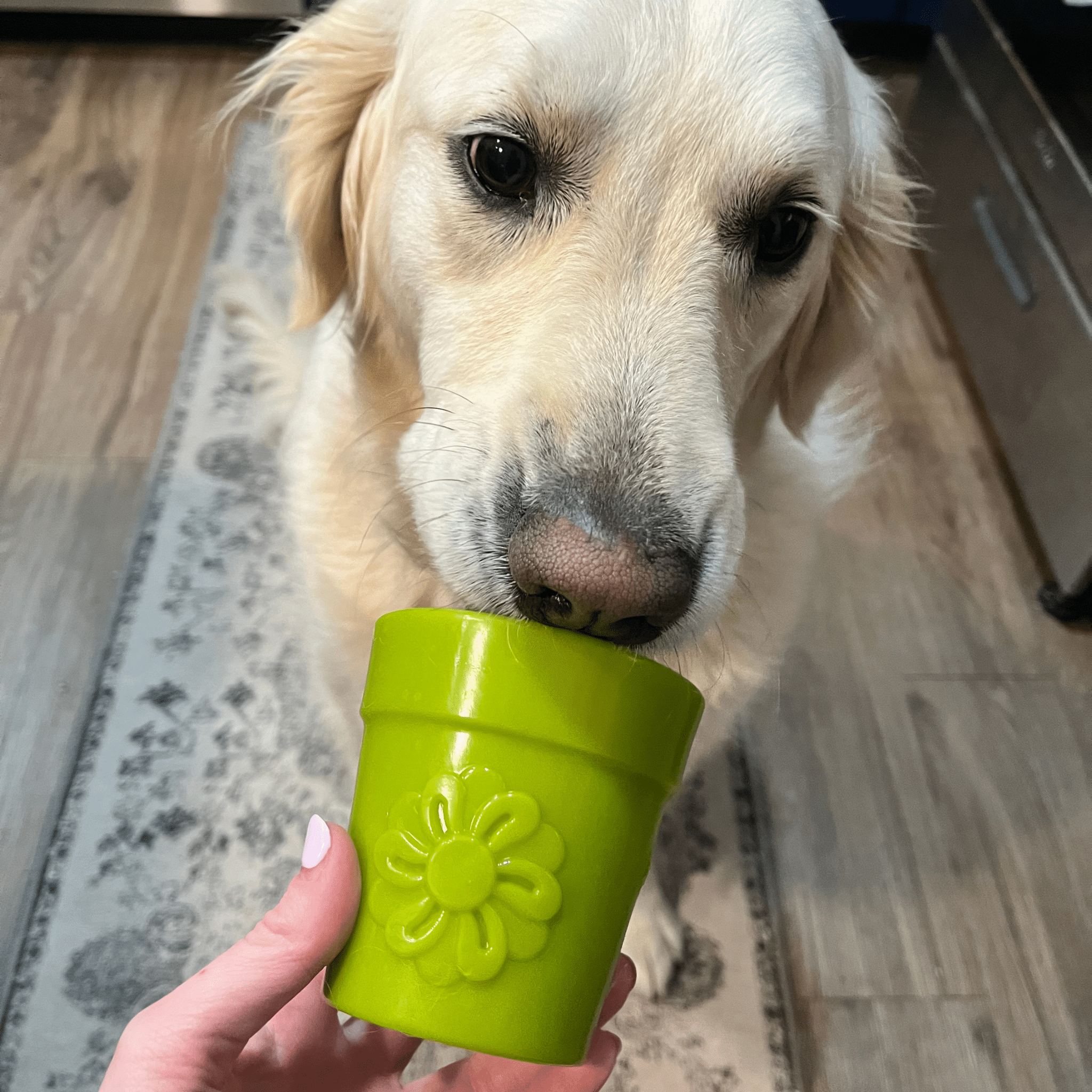 Dog Treat Dispensers Farm To Pet