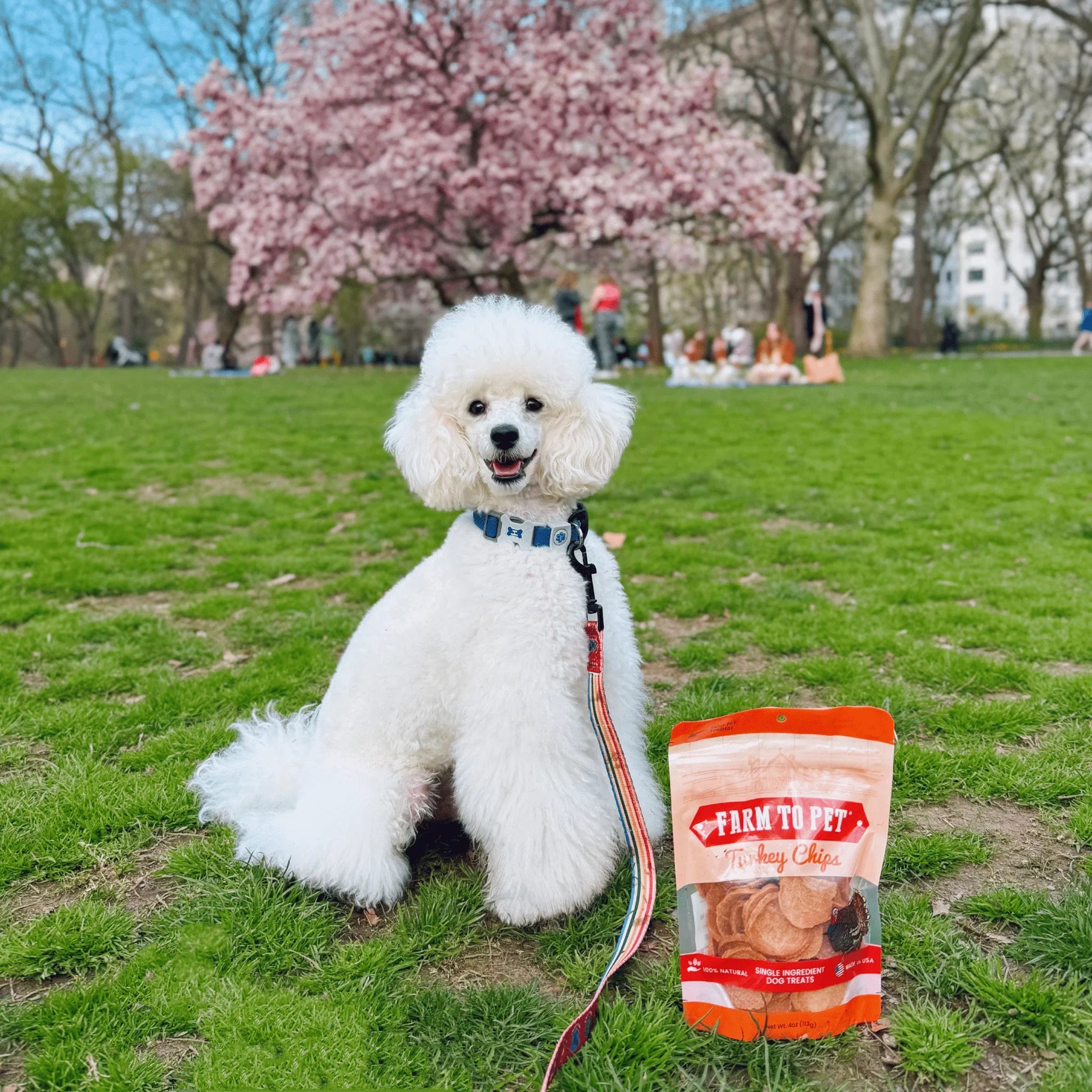 Turkey Chips for Dogs | All-Natural Single-Ingredient Healthy Dog Treats Farm To Pet