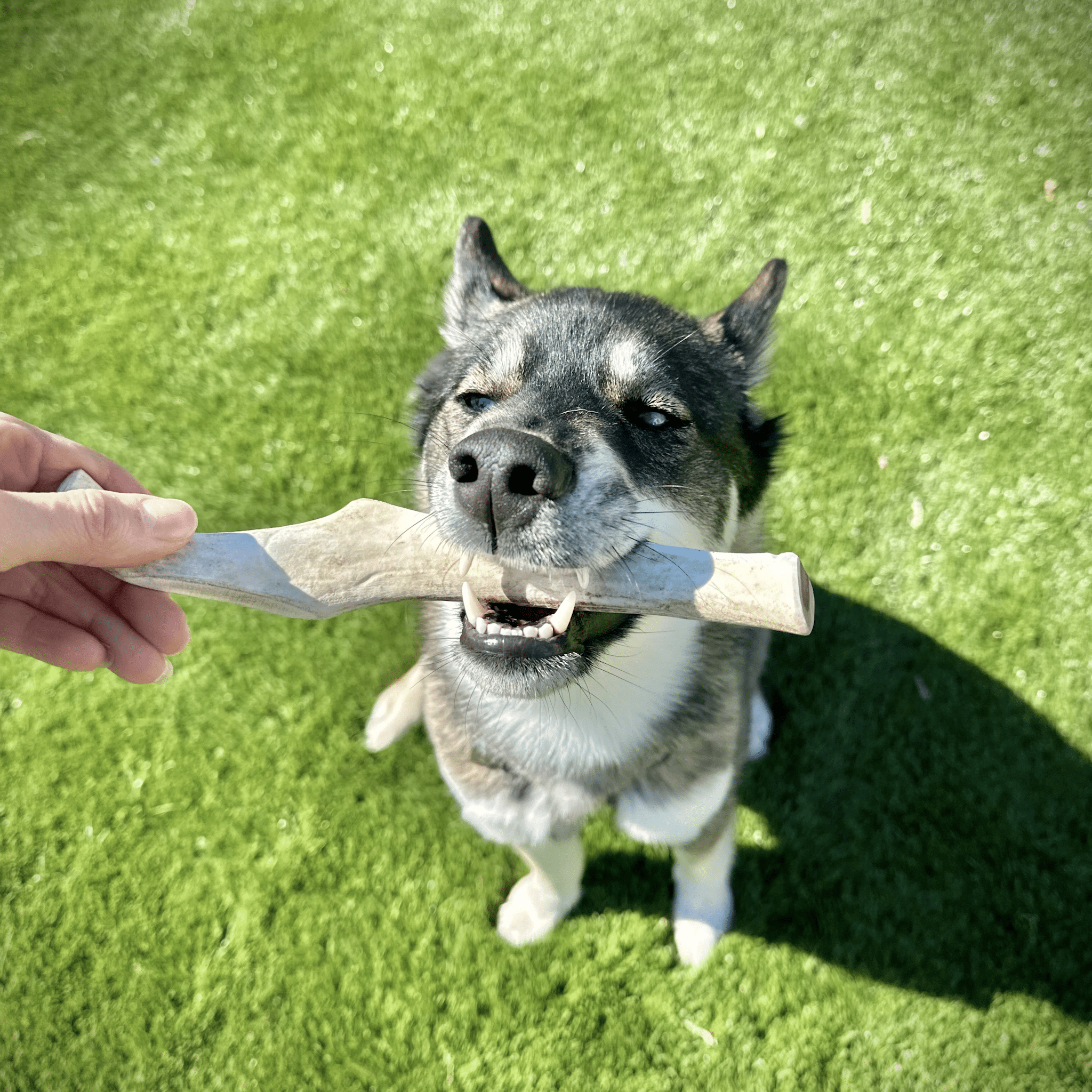 Reindeer Antler Dog Chews | Organic Chews for Dogs Farm To Pet