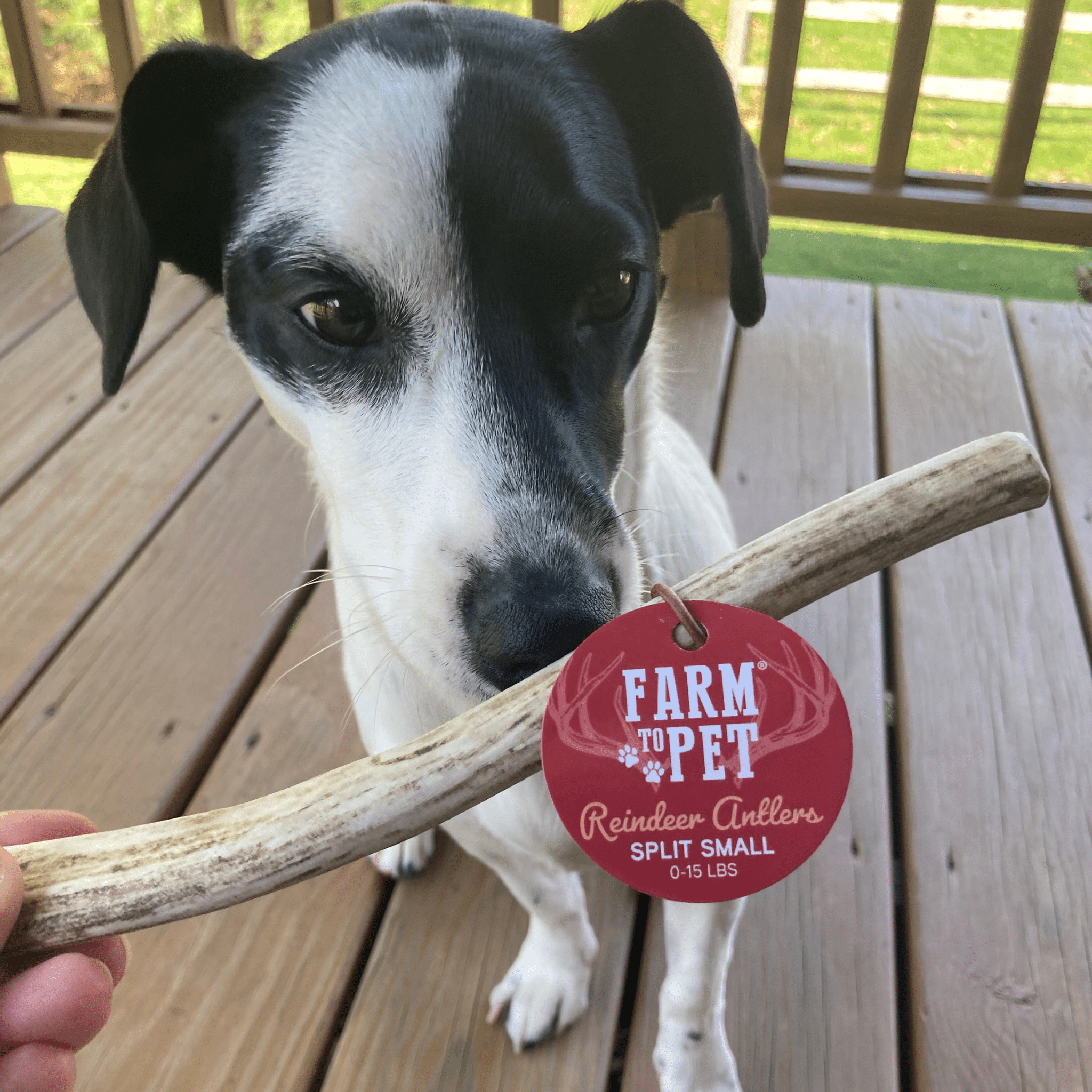 Reindeer Antler Dog Chews | Organic Chews for Dogs Farm To Pet
