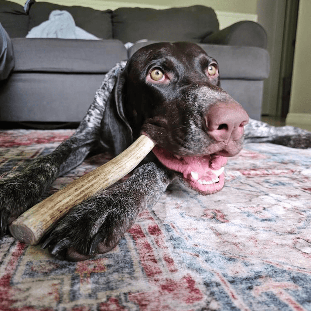 Reindeer Antler Dog Chews | Organic Chews for Dogs Farm To Pet