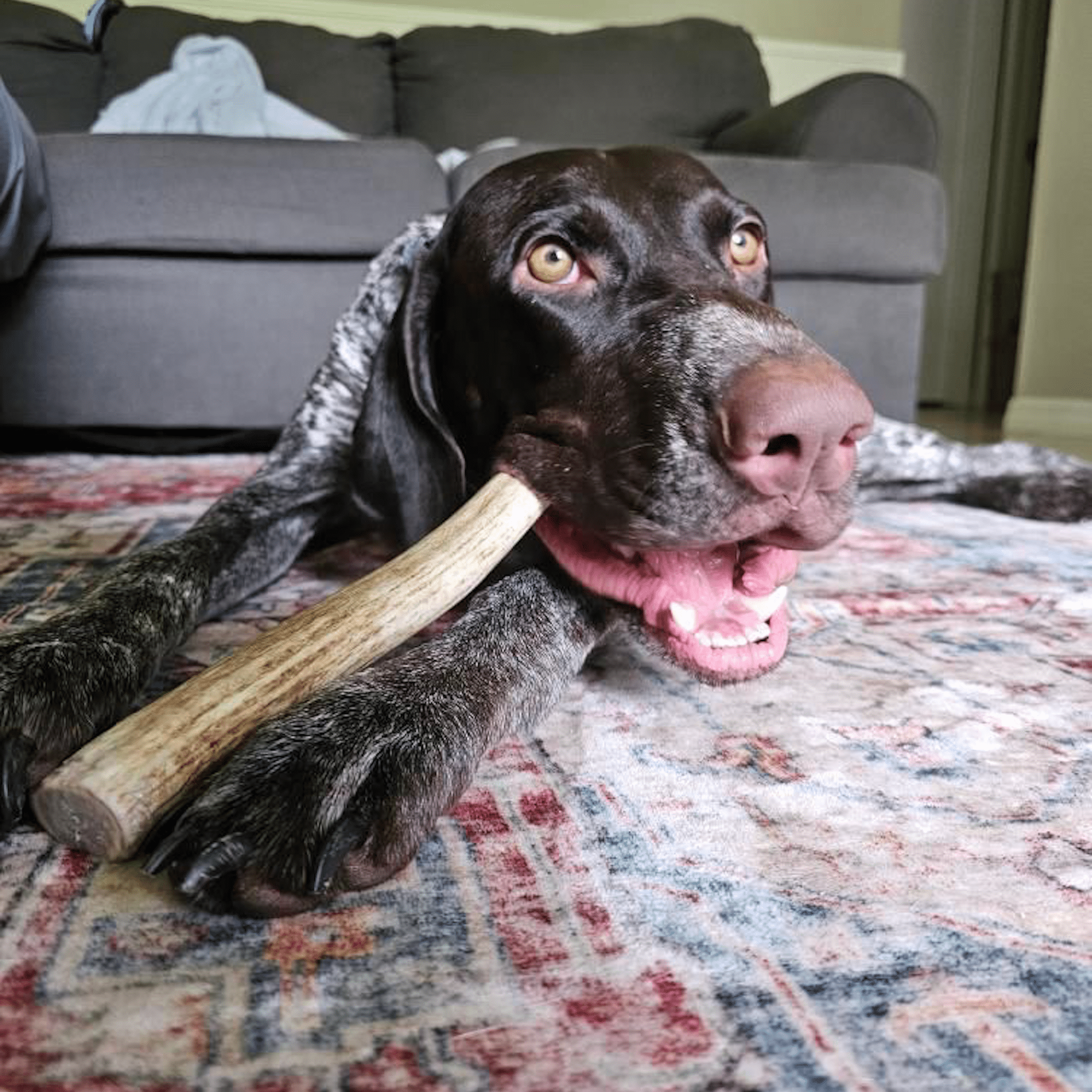 Reindeer Antler Dog Chews | Organic Chews for Dogs Farm To Pet