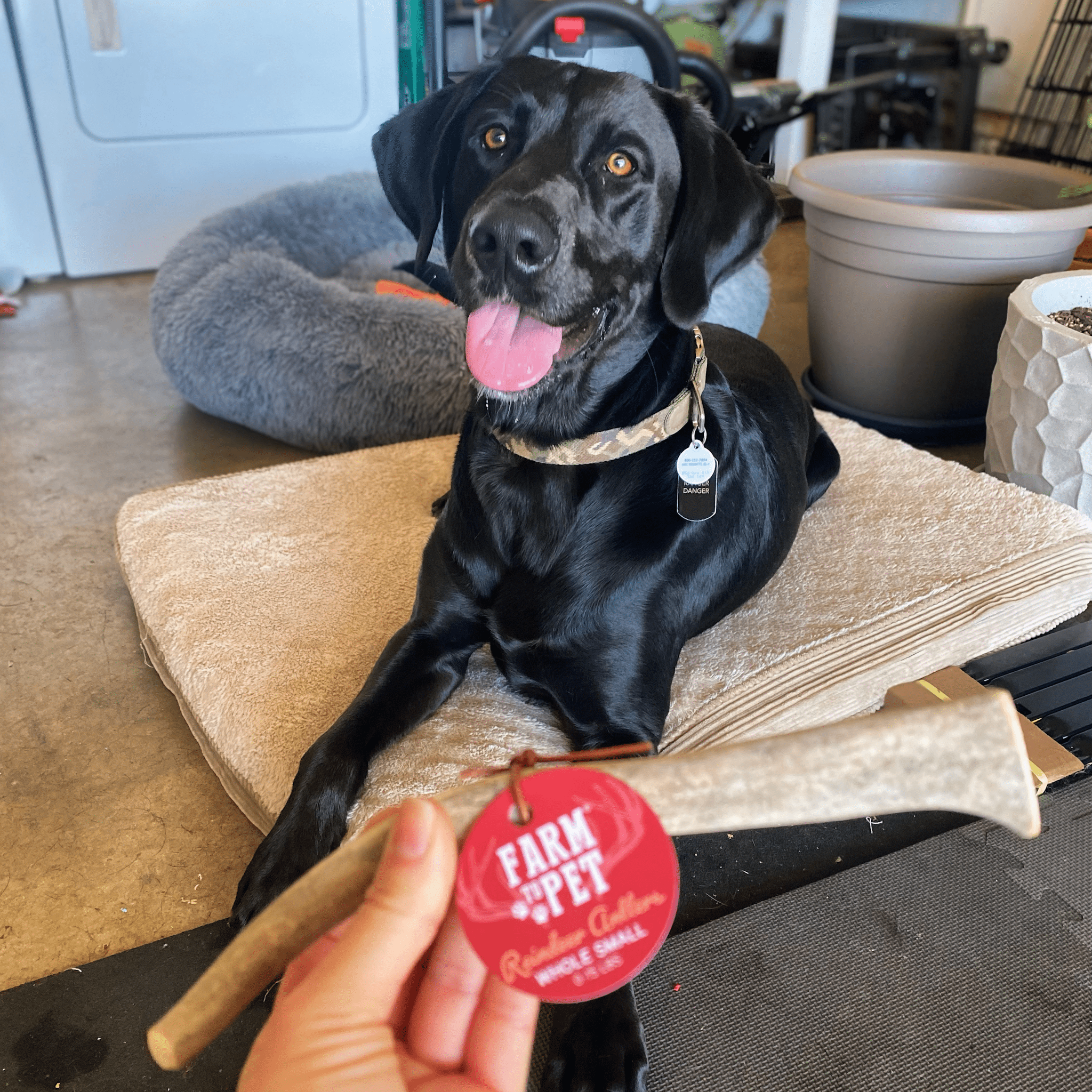 Reindeer Antler Dog Chews | Organic Chews for Dogs Farm To Pet