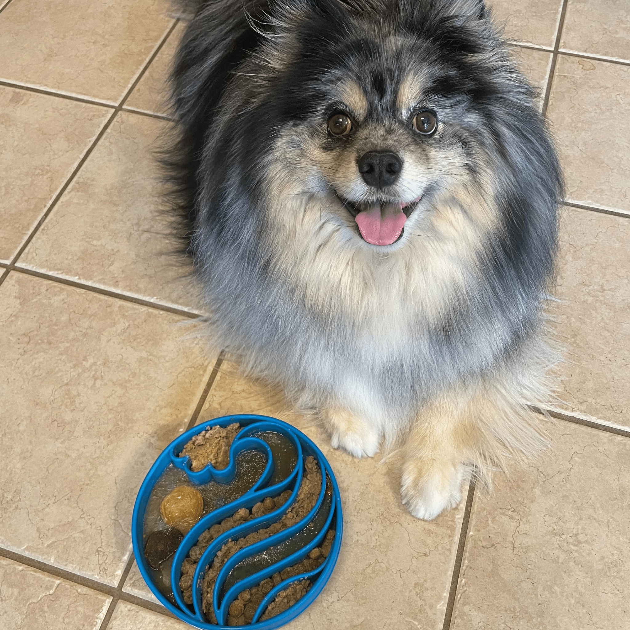 Slow Feeder Dog Bowls Farm To Pet
