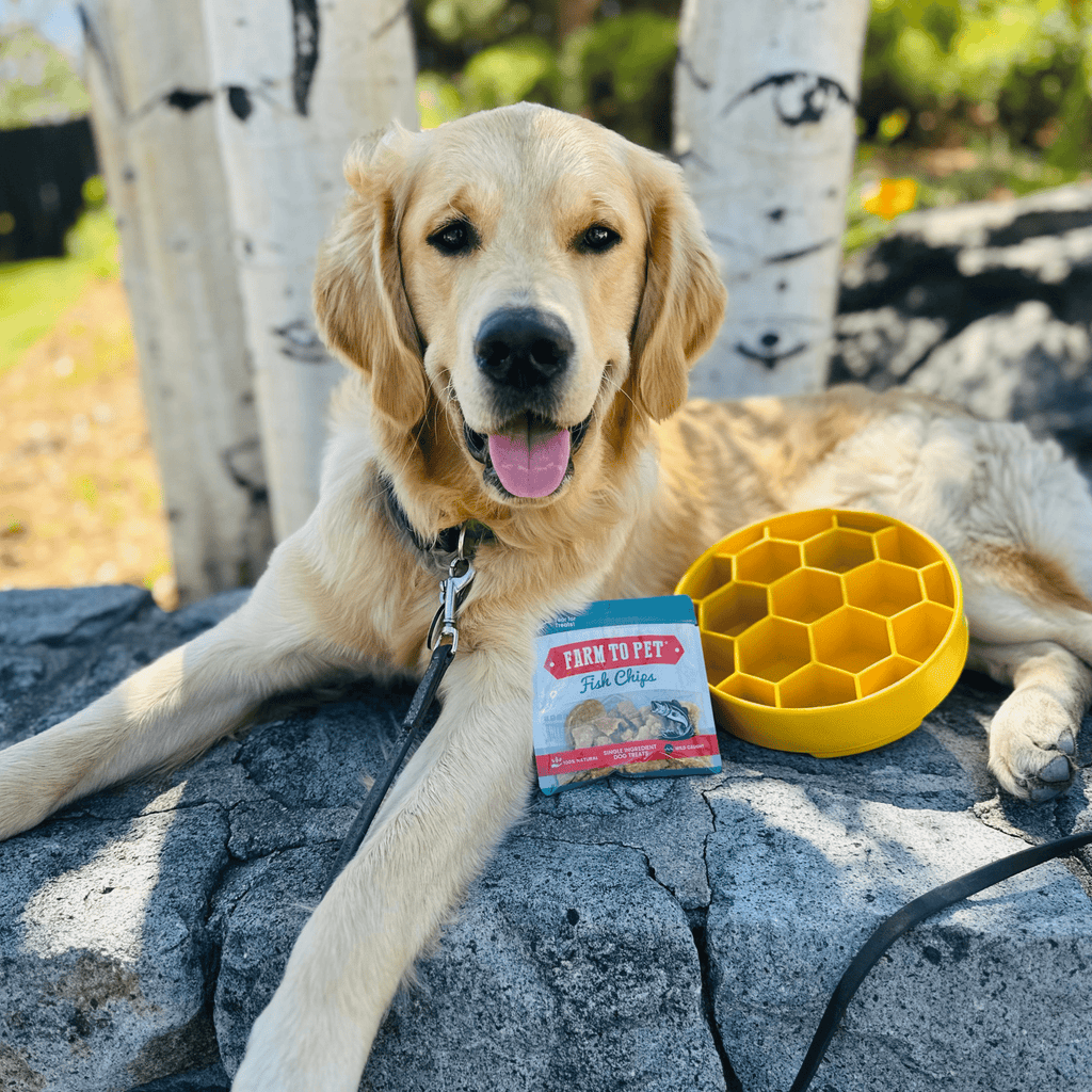 Slow Feeder Dog Bowls Farm To Pet