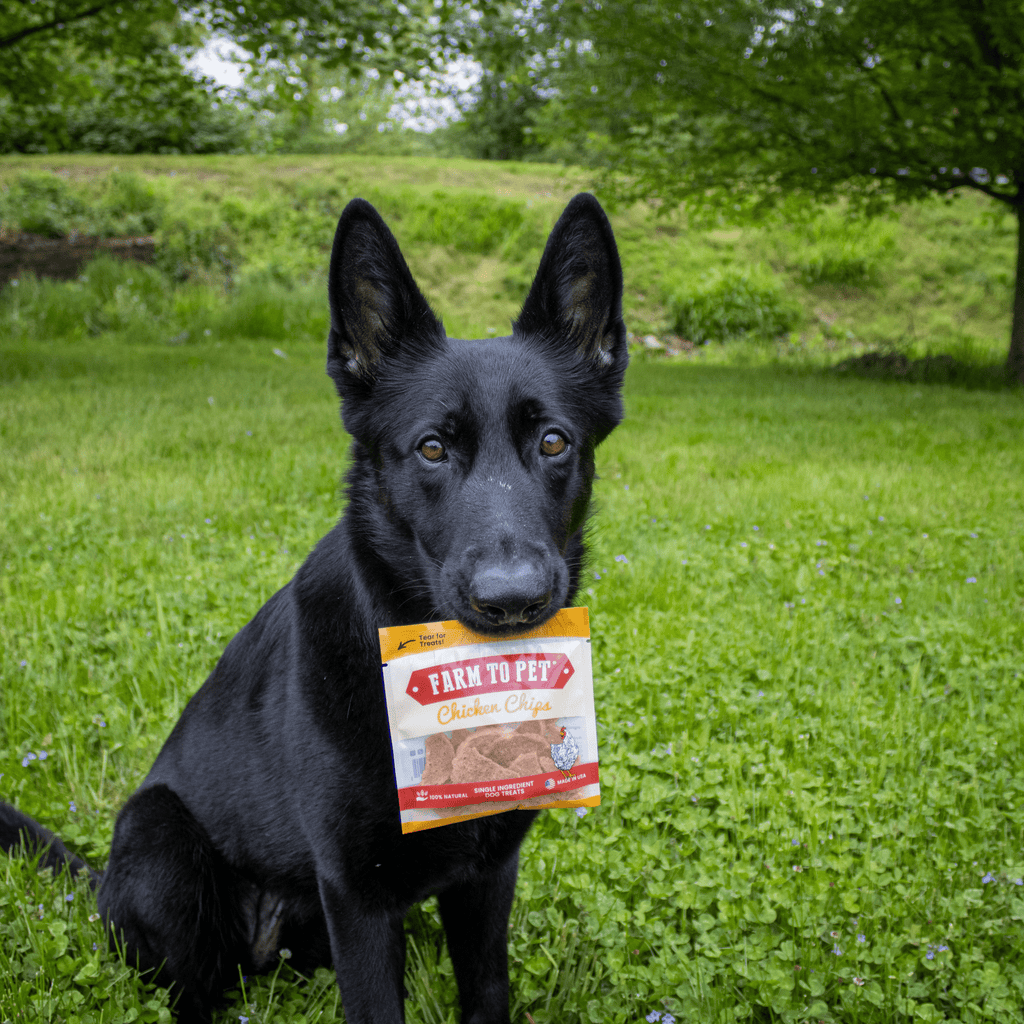 Chicken Chips Snack Pack Bundles | Dog Party Favors & Training Treats Farm To Pet