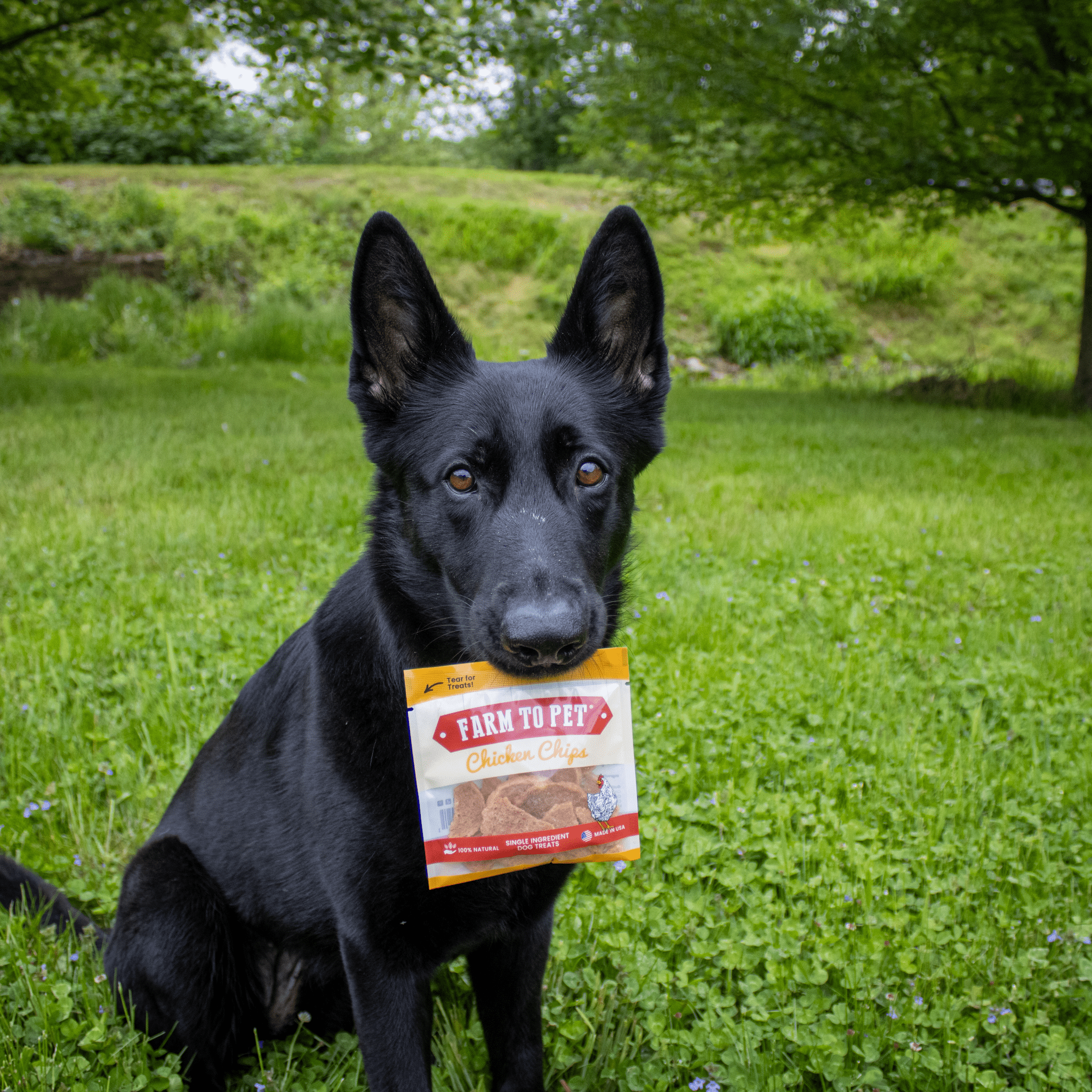 Chicken Chips Snack Pack Bundles | Dog Party Favors & Training Treats Farm To Pet