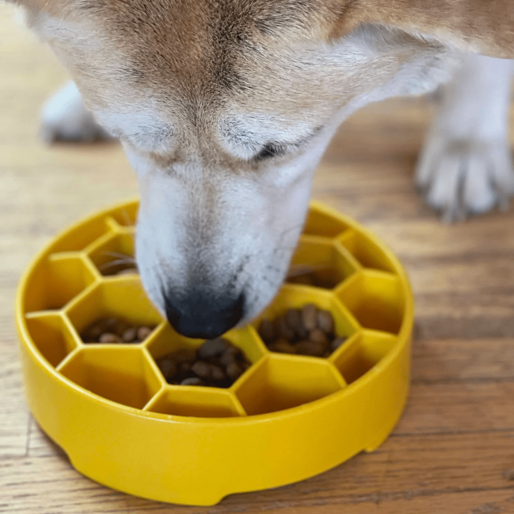 Slow Feeder Dog Bowls Farm To Pet