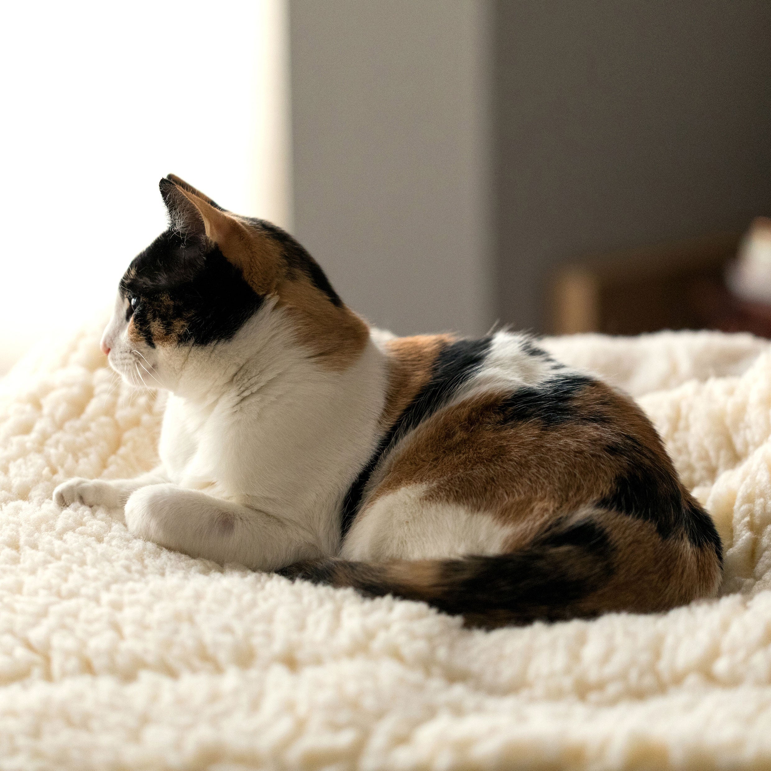 HuggleFleece® Mat Cat & Dog Bed - Paws & Purpose