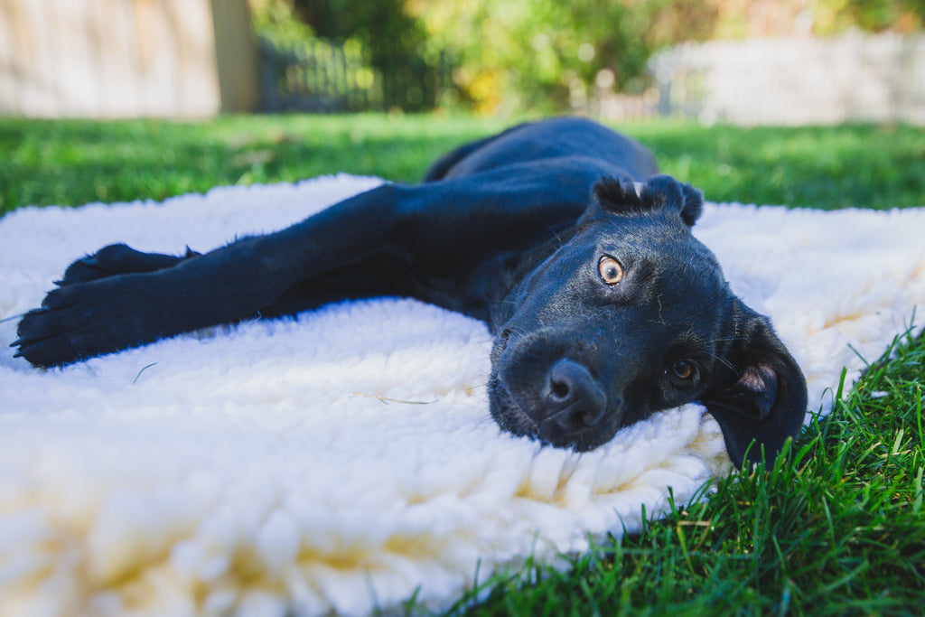 HuggleFleece® Mat Cat & Dog Bed - Paws & Purpose
