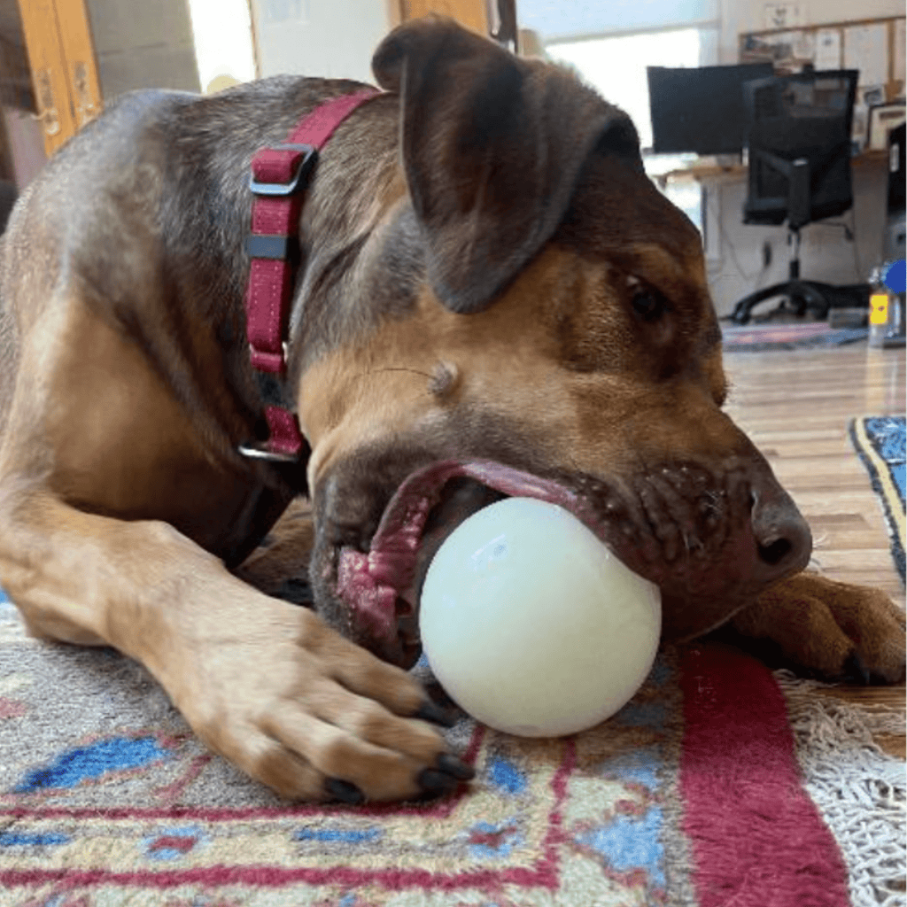 Dog Treat Dispensers - Paws & Purpose