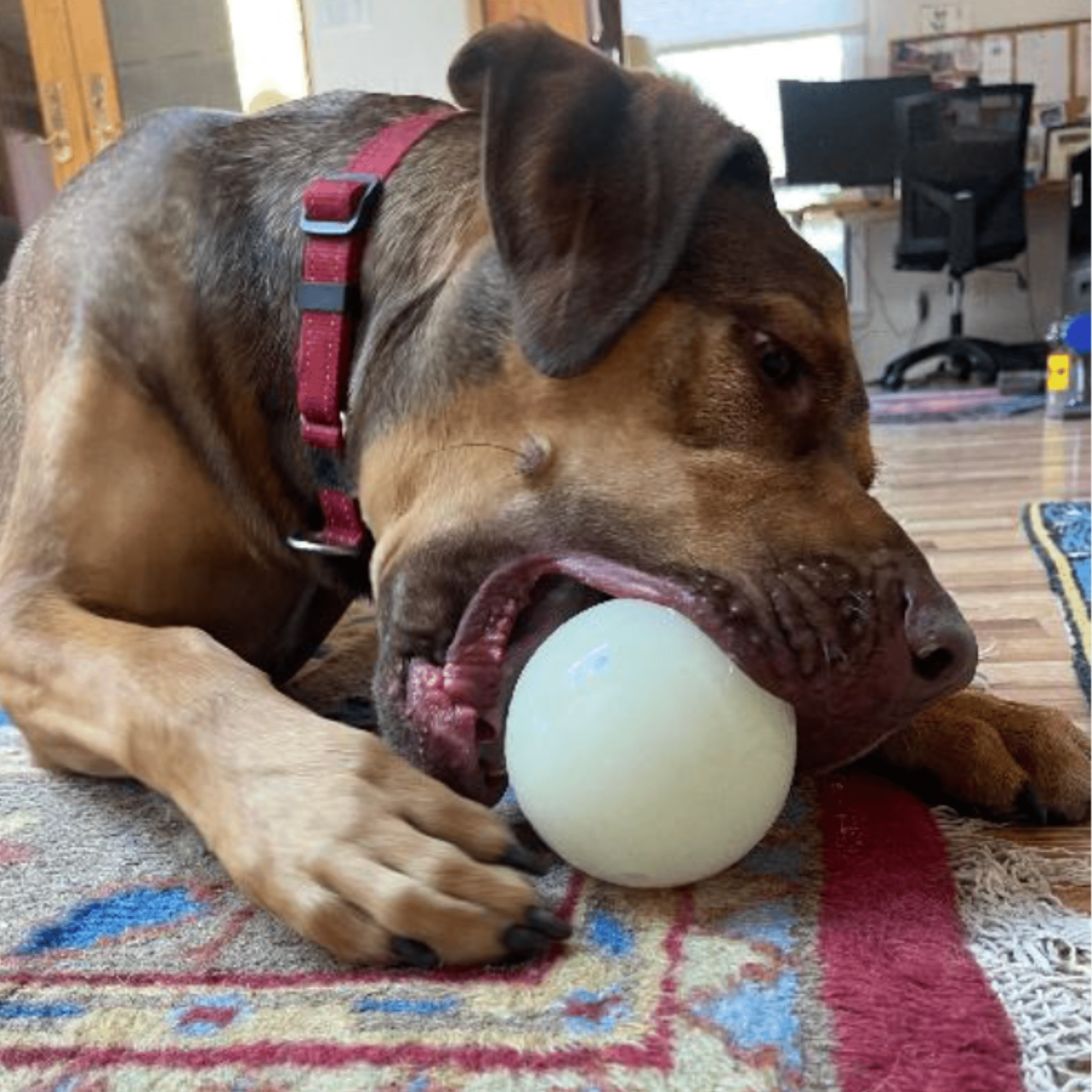 Dog Treat Dispensers - Paws & Purpose