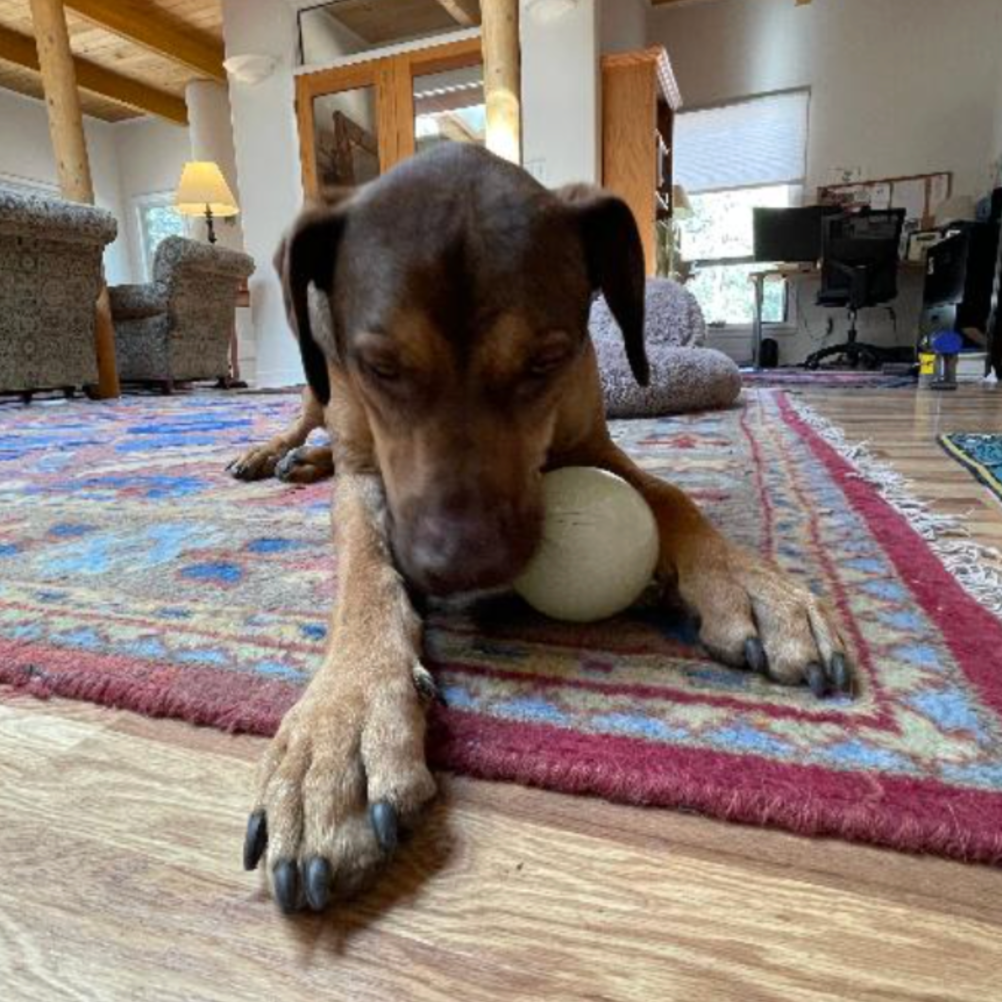 Dog Treat Dispensers - Paws & Purpose